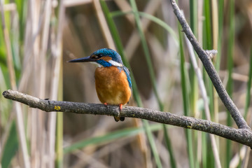 Eisvogel in der Schweiz