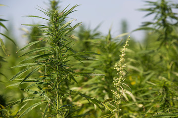 Male and female CBD hemp plants on marijuana field