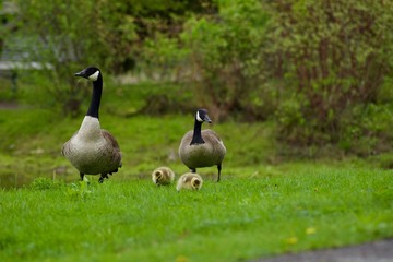 Beautiful Canada Goose family on the green field.