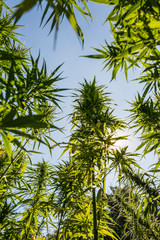 Big and healthy fresh CBD hemp bud on marijuana field