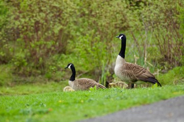 Beautiful Canada Goose family on the green field.