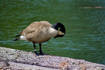 Beautiful Canada Goose near the river. Ontario