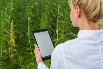 Scientist observing CBD hemp plants on marijuana field and writing results in tablet