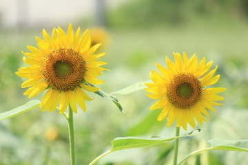 Fototapeta premium ひまわり畑