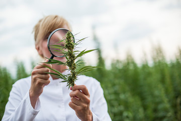 Scientist with magnifying glass observing CBD hemp plants on marijuana field
