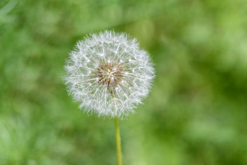 White fluffy head of ripened dandelion on a blurred background of green grass