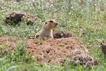 Naklejka na ściany i meble The young gopher peeps out frightened from its freshly dug mink.