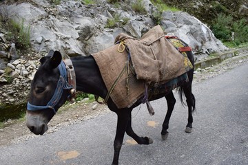 donkey with luggage