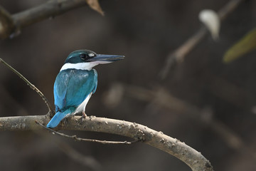 Collared Kingfisher
