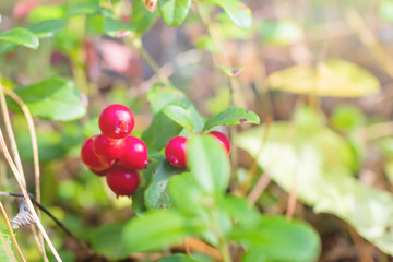 Ripe bright lingonberry berries growing on a branch in the forest. Forest autumn harvest. Close-up, bright colors. A cozy photo. The concept of wholesome food, wild plants.