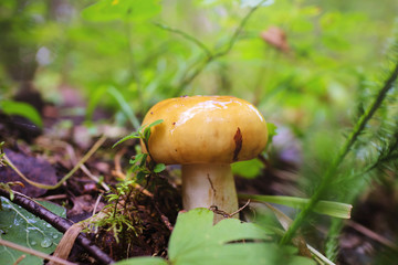 Russula mushroom grows in the forest among moss and plants. Forest autumn harvest. Close-up, bright colors. A cozy photo.