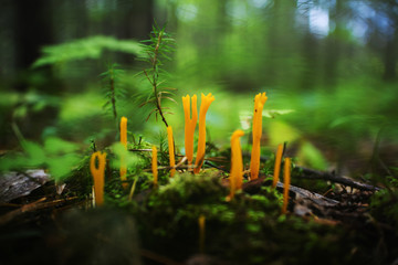 Calocera viscosa. Unusually shaped orange mushrooms grow in the forest among moss and plants. Forest autumn harvest. Close-up, bright colors. A cozy photo. 
