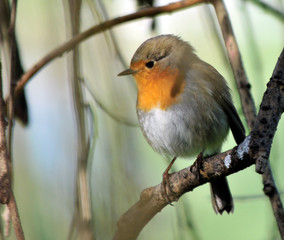 robin on branch