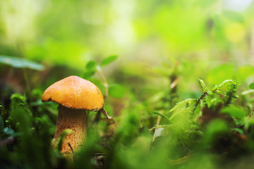 Boletus grows in a forest among moss and plants. Forest autumn harvest. Close-up, bright colors. A cozy photo.
