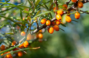 Close-up of sea buckthorn fruit on a sunny summer day