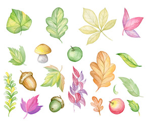 Watercolor illustration on the autumn theme. Figure autumn leaves, Apples, acorns, mushrooms.