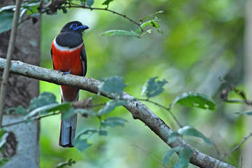 Malabar Trogon