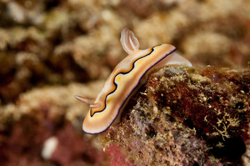 Goniobranchus coi, Chromodoris coi is a species of very colourful sea slug, a dorid nudibranch, a marine gastropod mollusc in the family Chromodorididae