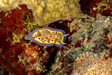 Goniobranchus kuniei, Chromodoris kuniei is a species of very colourful sea slug, a dorid nudibranch, a marine gastropod mollusc in the family Chromodorididae