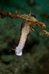 Obraz na płótnie Canvas Hypselodoris tryoni, Risbecia tryoni is a species of sea slug, a dorid nudibranch, a marine gastropod mollusk in the family Chromodorididae