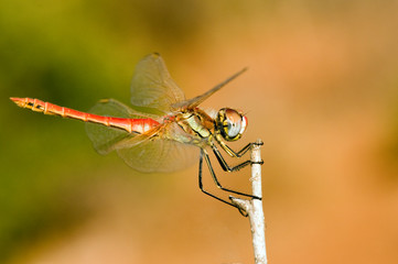 dragonfly on leaf