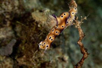 Hypselodoris tryoni, Risbecia tryoni is a species of sea slug, a dorid nudibranch, a marine gastropod mollusk in the family Chromodorididae