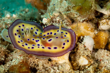Goniobranchus kuniei, Chromodoris kuniei is a species of very colourful sea slug, a dorid nudibranch, a marine gastropod mollusc in the family Chromodorididae