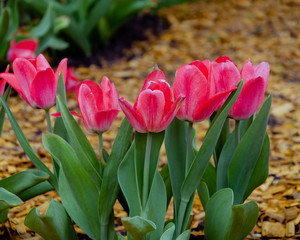tulips, bright beautiful color, bloom in the garden in the open field