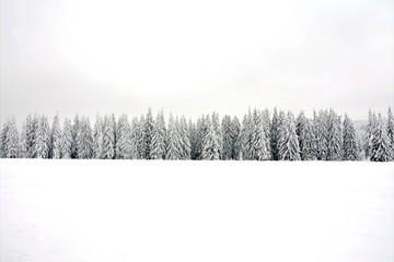 a beautiful winter landscape with pine forest covered with snow