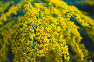 Obraz premium Very beautiful yellow wildflowers. On a natural background. There is a place for text. Close-up. Background. Postcard.