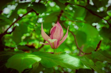 Magnolia flower, tree branches with large fragrant magnolia