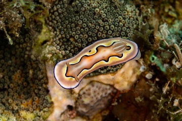 Goniobranchus coi, Chromodoris coi is a species of very colourful sea slug, a dorid nudibranch, a marine gastropod mollusc in the family Chromodorididae