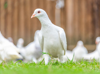 A beautiful white dove on the ground.