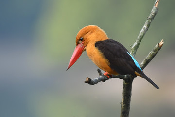 Brown-winged Kingfisher