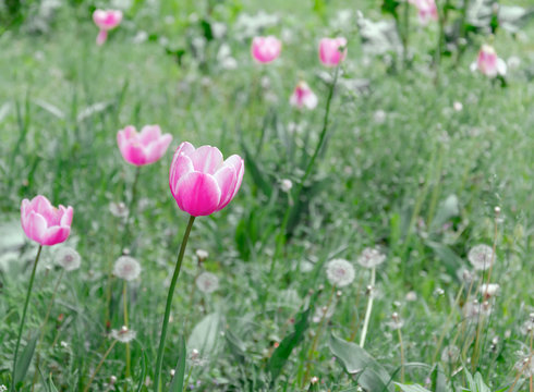 wild tulips, bright beautiful colors, bloom in the meadow