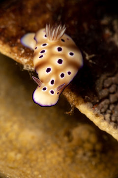 Hypselodoris tryoni, Risbecia tryoni is a species of sea slug, a dorid nudibranch, a marine gastropod mollusk in the family Chromodorididae