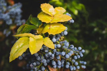 Blue berries of the shrub Magonia. On a natural background. There is a place for text. Background. Poster.