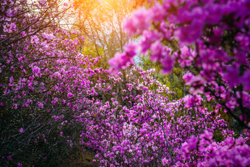 Rhododendron Ledebour closeup, selective focus. Purple-rose bushes grow wild in the mountains. Altai Sakura.