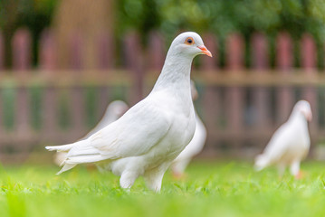 A beautiful white dove on the ground.