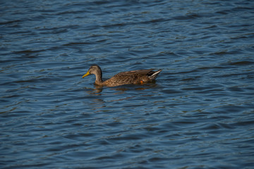 Female duck in a pond at bird sanctionary Hjälstaviken west of Stockholm