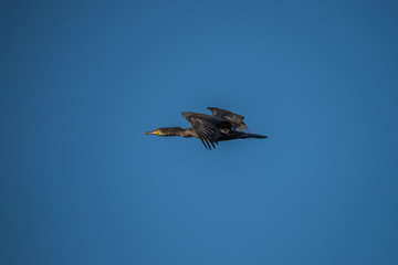 Cormorant flying at a pond in bird sanctionary Hjälstaviken west of Stockholm