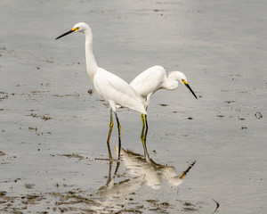 Snowy egrets on the shore  with reflections in the water