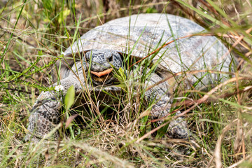 Florida wildlife - turtle eating weeds in the park
