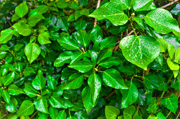 Fototapeta na wymiar Green leafs