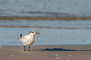 Lesser tern sits on the shore in Florida