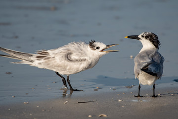 Two royal terns having a conversation on the beach in Florida