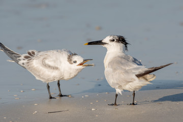Two royal terns having a conversation on the beach in Florida