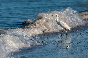 Snowy egret wading in the waves at the beach in Florida