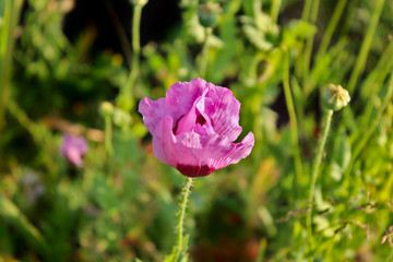 Obraz premium Pink Flower