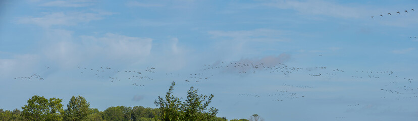 Geese at bird sanctionary Hjälstaviken west of Stockholm
